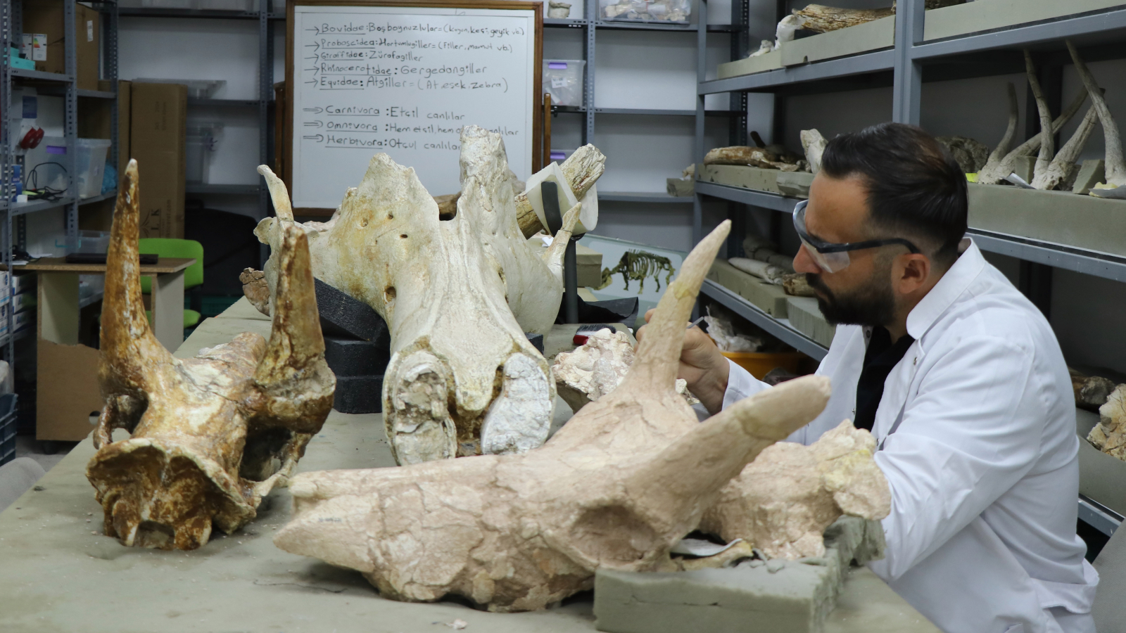 kayseride tarihi kesif 77 milyon yillik 3 fil kafatasi bulundu ZlzgxFvh