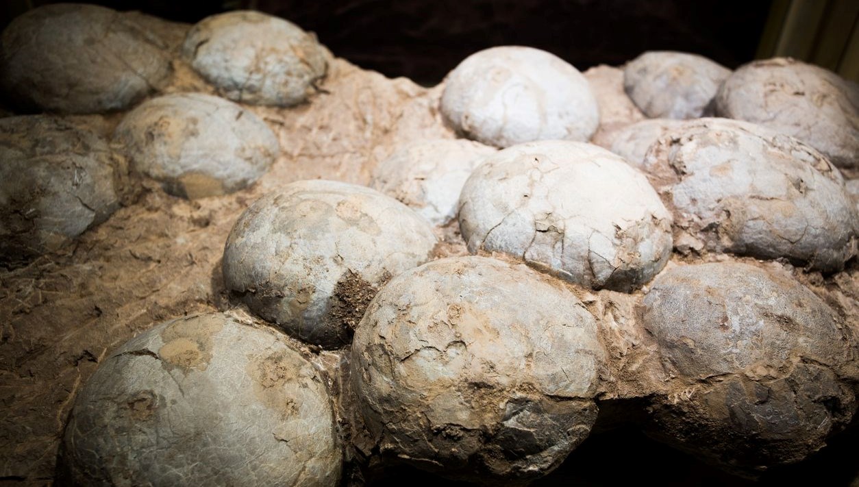 tarihte ilk kez bir dinozor yumurtasinin yasi hesaplandi Ps3IlL7P